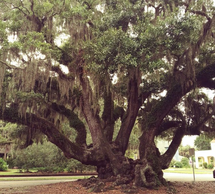 Lover’s Oak: Where Romance Meets History